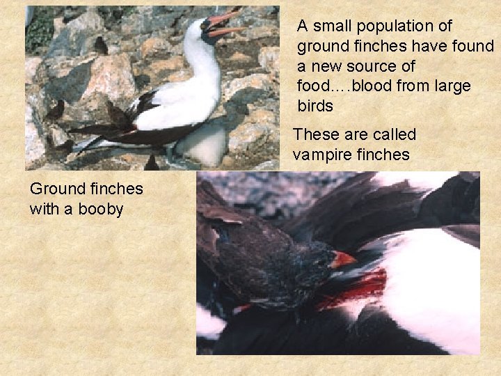 A small population of ground finches have found a new source of food…. blood A small population of ground finches have found a new source of food…. blood