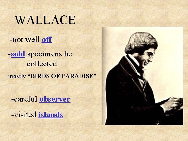 WALLACE -not well off -sold specimens he collected mostly “BIRDS OF PARADISE” -careful observer WALLACE -not well off -sold specimens he collected mostly “BIRDS OF PARADISE” -careful observer