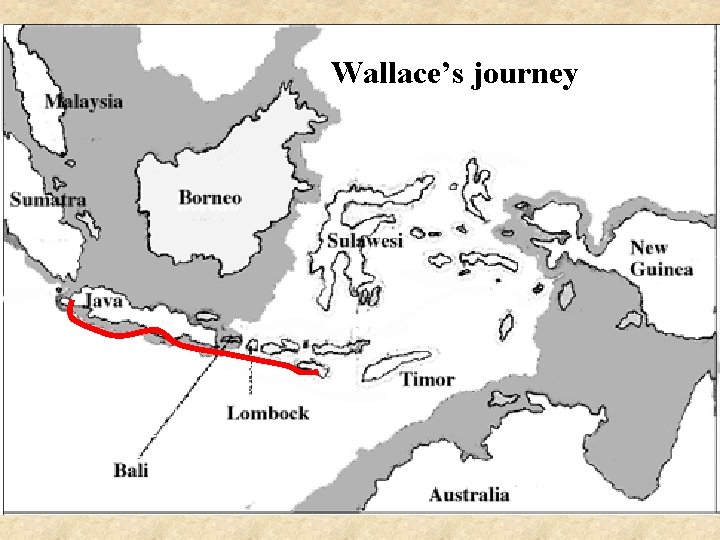 Wallace’s journey Wallace’s journey