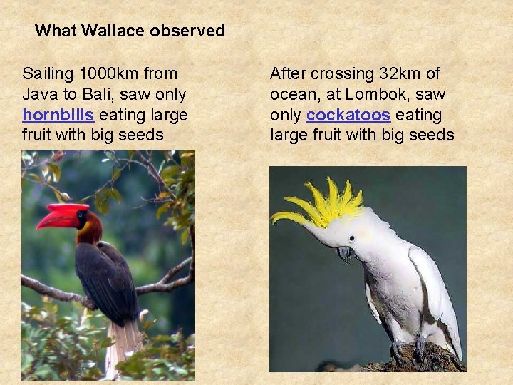 What Wallace observed Sailing 1000 km from Java to Bali, saw only hornbills eating What Wallace observed Sailing 1000 km from Java to Bali, saw only hornbills eating