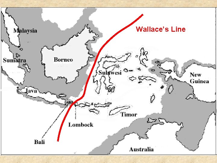 Wallace’s Line Wallace’s Line