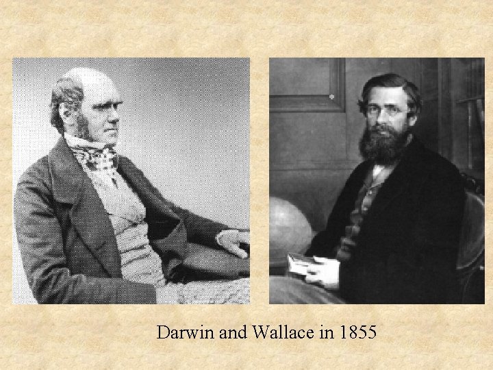 Darwin and Wallace in 1855 Darwin and Wallace in 1855