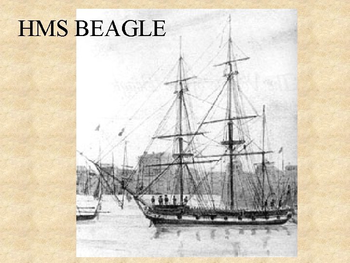 HMS BEAGLE HMS BEAGLE