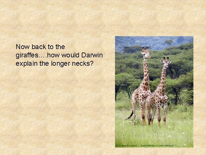 Now back to the giraffes…. how would Darwin explain the longer necks? Now back to the giraffes…. how would Darwin explain the longer necks?