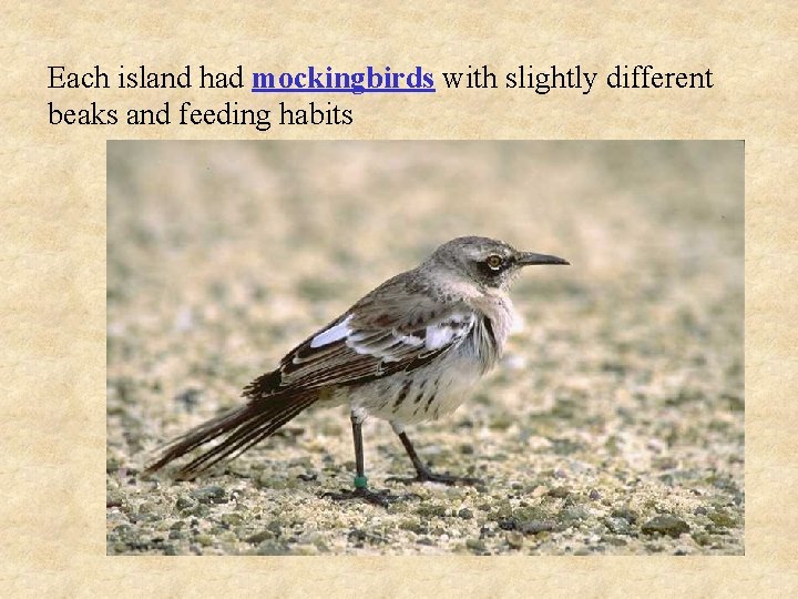 Each island had mockingbirds with slightly different beaks and feeding habits Each island had mockingbirds with slightly different beaks and feeding habits