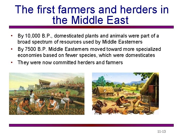 The first farmers and herders in the Middle East • By 10, 000 B.