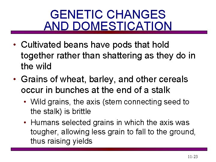 GENETIC CHANGES AND DOMESTICATION • Cultivated beans have pods that hold together rather than