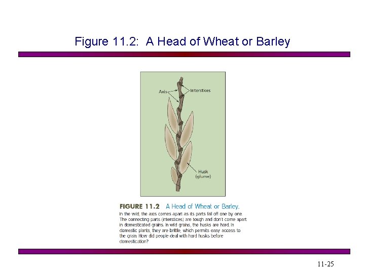 Figure 11. 2: A Head of Wheat or Barley 11 -25 