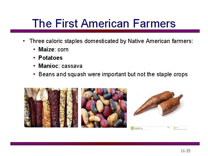 The First American Farmers • Three caloric staples domesticated by Native American farmers: •