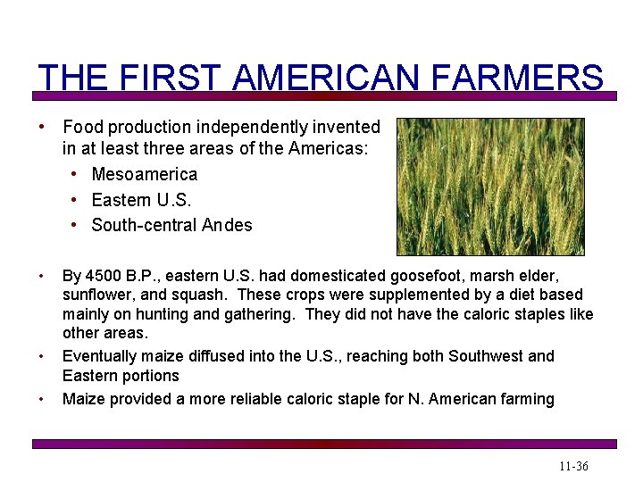 THE FIRST AMERICAN FARMERS • Food production independently invented in at least three areas