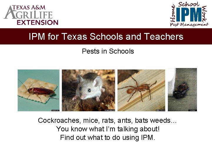 School Home Work IPM Pest Management IPM for Texas Schools and Teachers Pests in