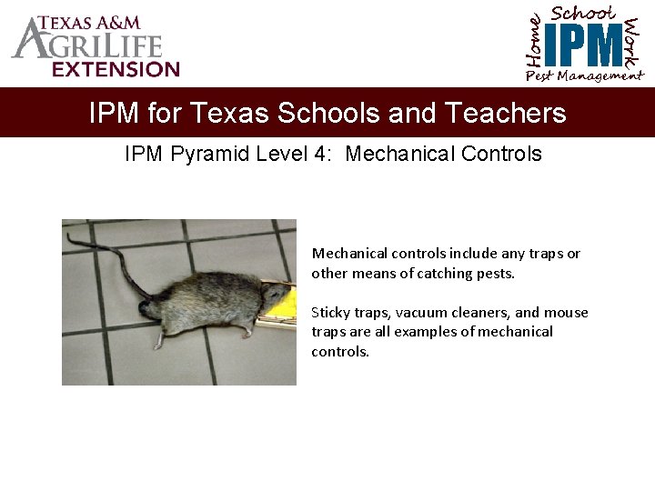 School Home Work IPM Pest Management IPM for Texas Schools and Teachers IPM Pyramid