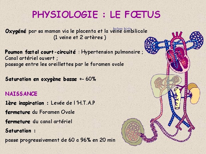 PHYSIOLOGIE : LE FŒTUS Oxygéné par sa maman via le placenta et la veine