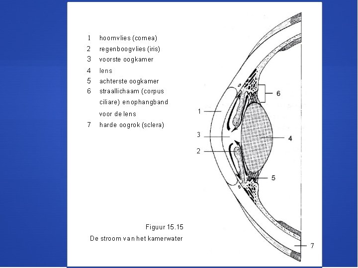 1 hoornvlies (cornea) 2 regenboogvlies (iris) 3 voorste oogkamer 4 lens 5 achterste oogkamer