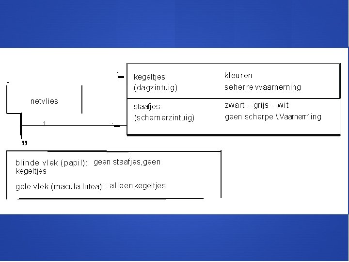 . netvlies , , 1 . - kegeltjes (dagzintuig) kleuren seherre vvaarnerning staafjes (schernerzintuig)