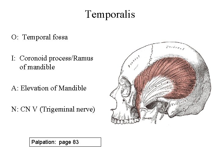 Temporalis O: Temporal fossa I: Coronoid process/Ramus of mandible A: Elevation of Mandible N: