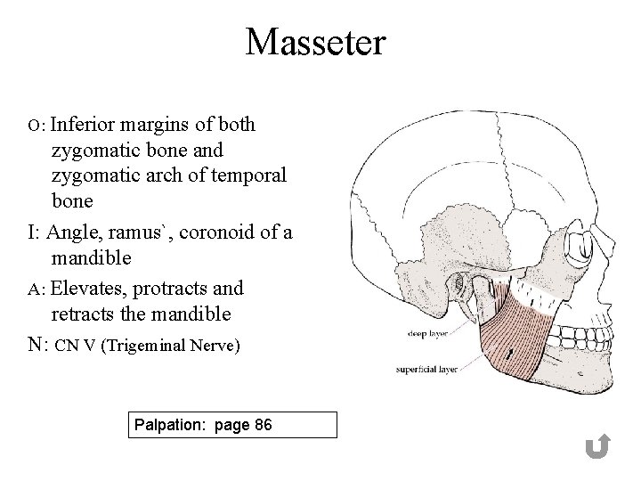 Masseter O: Inferior margins of both zygomatic bone and zygomatic arch of temporal bone