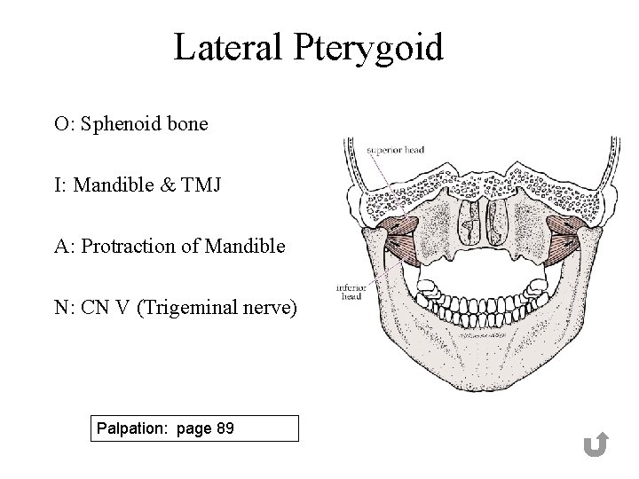 Lateral Pterygoid O: Sphenoid bone I: Mandible & TMJ A: Protraction of Mandible N: