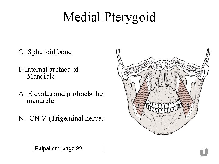Medial Pterygoid O: Sphenoid bone I: Internal surface of Mandible A: Elevates and protracts
