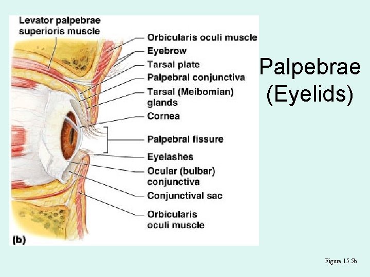 Palpebrae (Eyelids) Figure 15. 5 b 