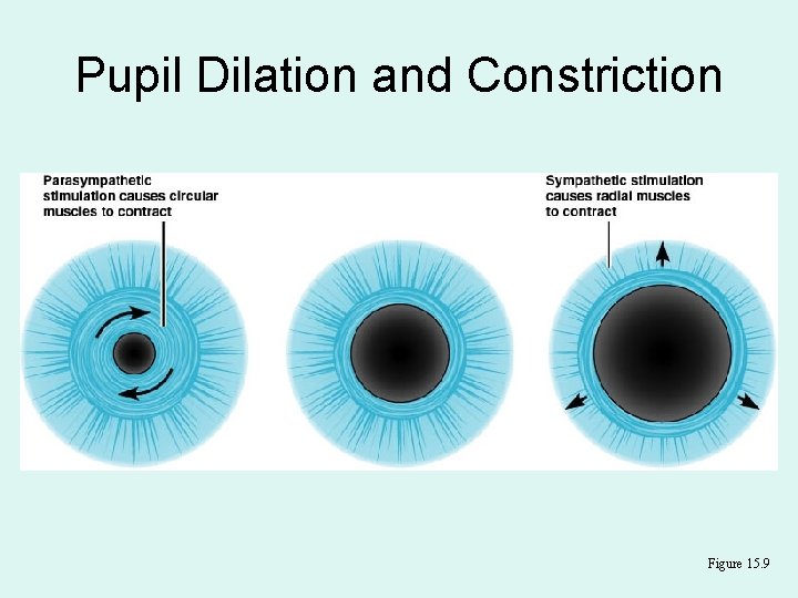 Pupil Dilation and Constriction Figure 15. 9 