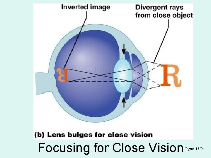 Focusing for Close Vision Figure 15. 7 b 