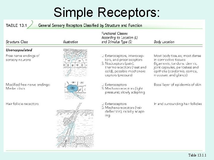 Simple Receptors: Unencapsulated Table 13. 1. 1 