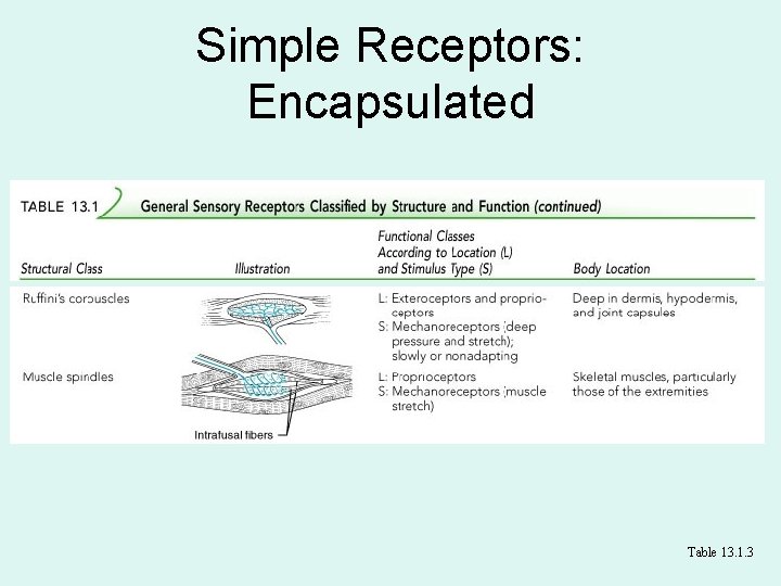 Simple Receptors: Encapsulated Table 13. 1. 3 
