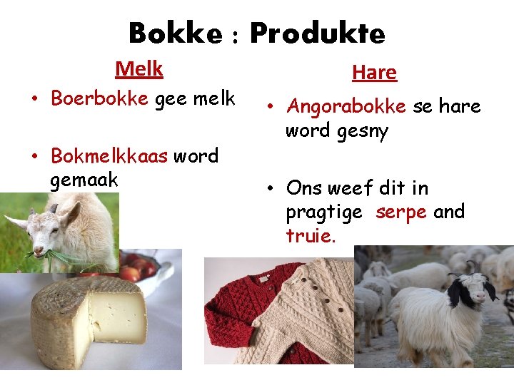 Bokke : Produkte Melk • Boerbokke gee melk • Bokmelkkaas word gemaak Hare •