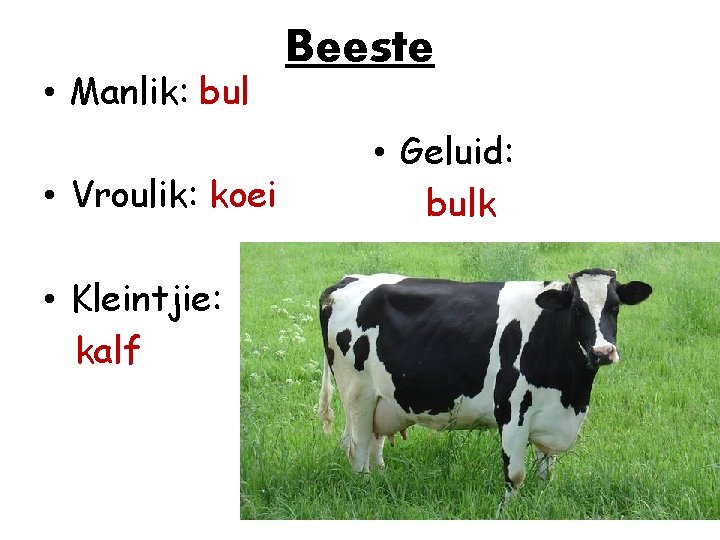  • Manlik: bul • Vroulik: koei • Kleintjie: kalf Beeste • Geluid: bulk
