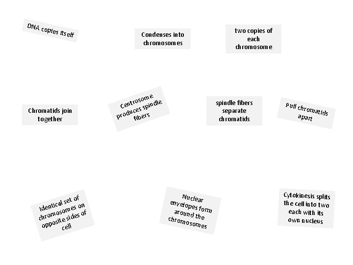 DNA c opies itself Chromatids join together et of s l a n tic