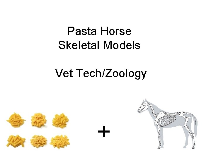 Pasta Horse Skeletal Models Vet Tech/Zoology + 