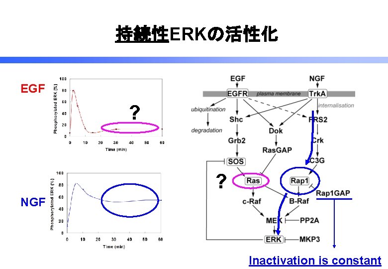 持続性ERKの活性化 EGF ? ? NGF Inactivation is constant 