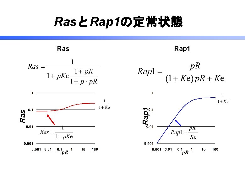 RasとRap 1の定常状態 Rap 1 Ras 
