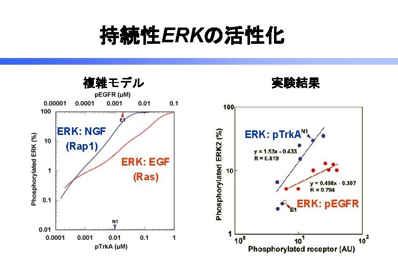 持続性ERKの活性化 複雑モデル ERK: NGF (Rap 1) 実験結果 ERK: p. Trk. A ERK: EGF (Ras)