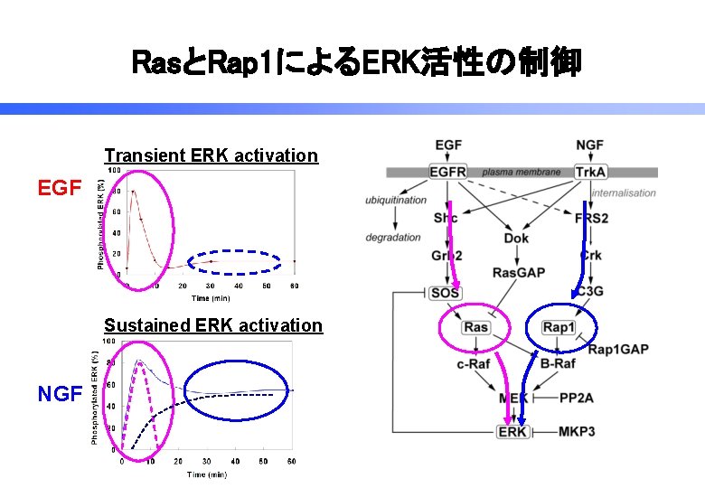RasとRap 1によるERK活性の制御 Transient ERK activation EGF Sustained ERK activation NGF 
