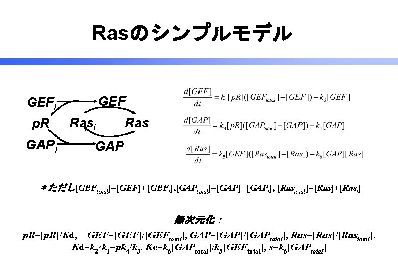 Rasのシンプルモデル GEFi p. R GAPi Ras GAP ＊ただし[GEFtotal]=[GEF]+[GEFi], [GAPtotal]=[GAP]+[GAPi], [Rastotal]=[Ras]+[Rasi] 無次元化： p. R=[p. R]/Kd,