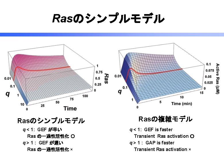 Rasのシンプルモデル q < 1: GEF が早い Ras の一過性活性化 〇 q > 1 : GEF