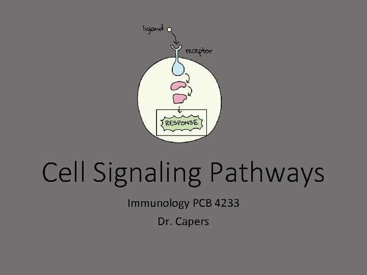 Cell Signaling Pathways Immunology PCB 4233 Dr. Capers 