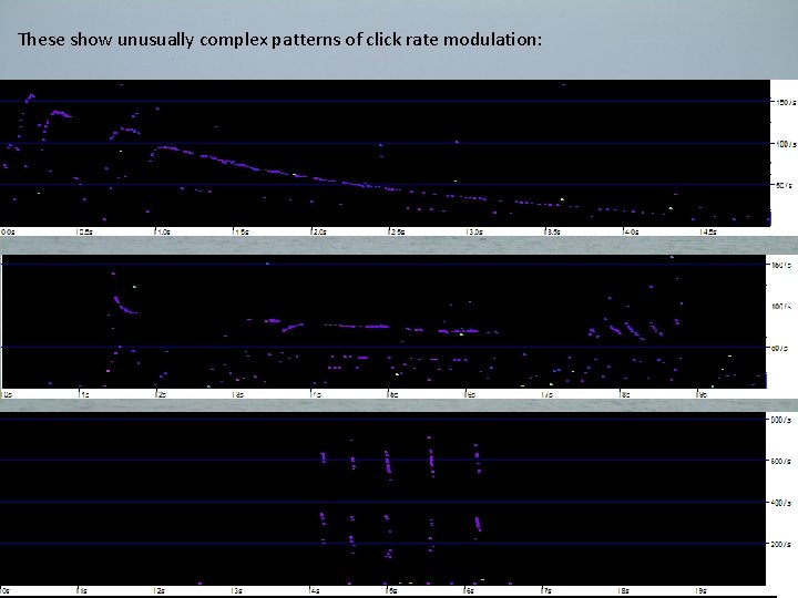 These show unusually complex patterns of click rate modulation: 