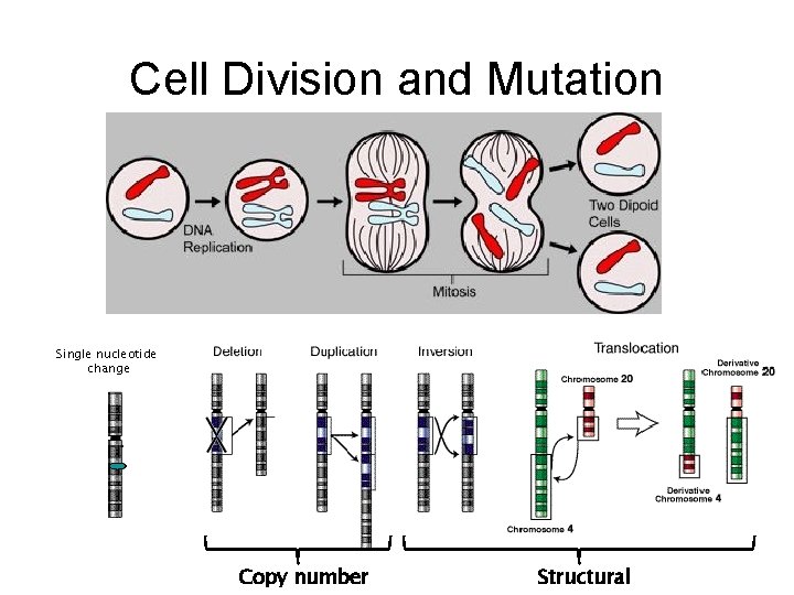 Cell Division and Mutation Single nucleotide change Copy number Structural 