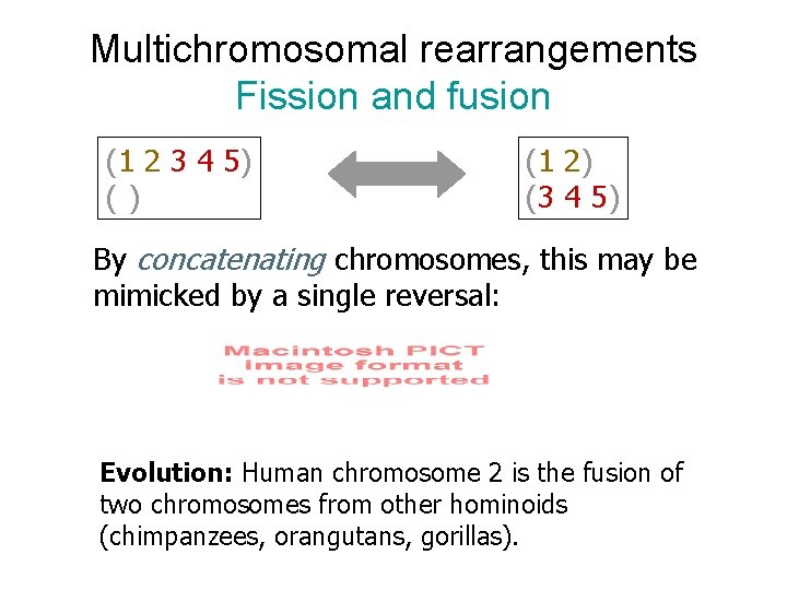 Multichromosomal rearrangements Fission and fusion (1 2 3 4 5) () (1 2) (3