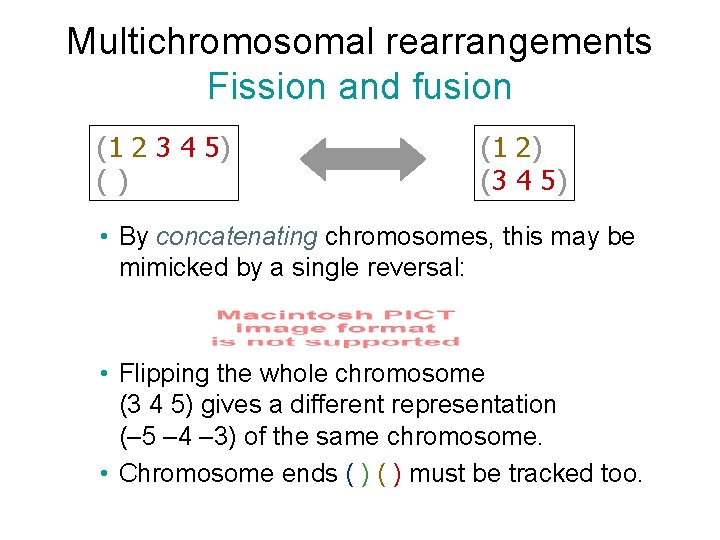 Multichromosomal rearrangements Fission and fusion (1 2 3 4 5) () (1 2) (3