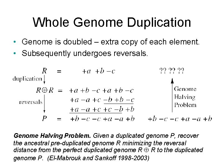 Whole Genome Duplication • Genome is doubled – extra copy of each element. •