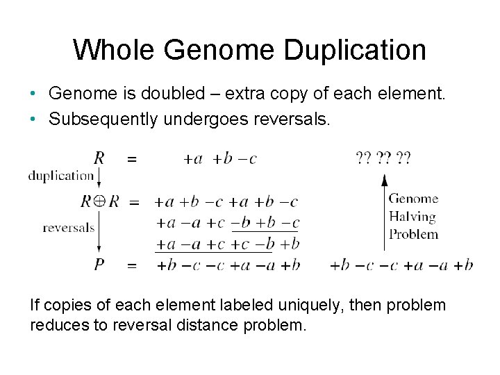 Whole Genome Duplication • Genome is doubled – extra copy of each element. •