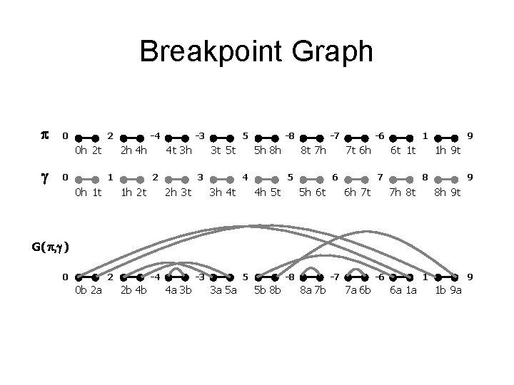 Breakpoint Graph p 0 2 0 h 2 t g 0 -4 2 h