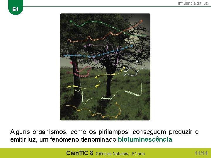 Influência da luz E 4 Alguns organismos, como os pirilampos, conseguem produzir e emitir