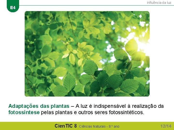 Influência da luz E 4 Adaptações das plantas – A luz é indispensável à