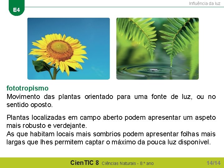 Influência da luz E 4 fototropismo Movimento das plantas orientado para uma fonte de