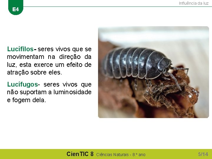 Influência da luz E 4 Lucífilos- seres vivos que se movimentam na direção da